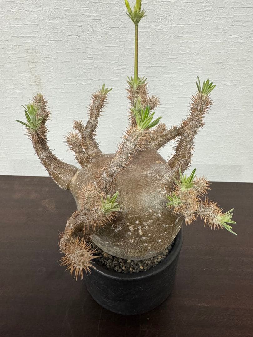 パキポディウム　グラキリス　⑤ 4年管理　　（検　アガベ　パキプス　チタノタ