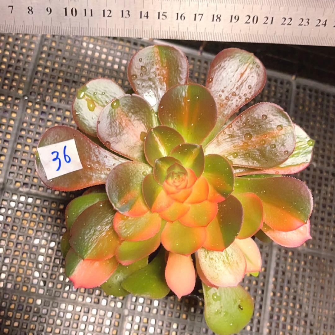 36#多肉植物アエオニウム錦❤️サラダボール花顏錦❤️1大頭17cm拔き苗！