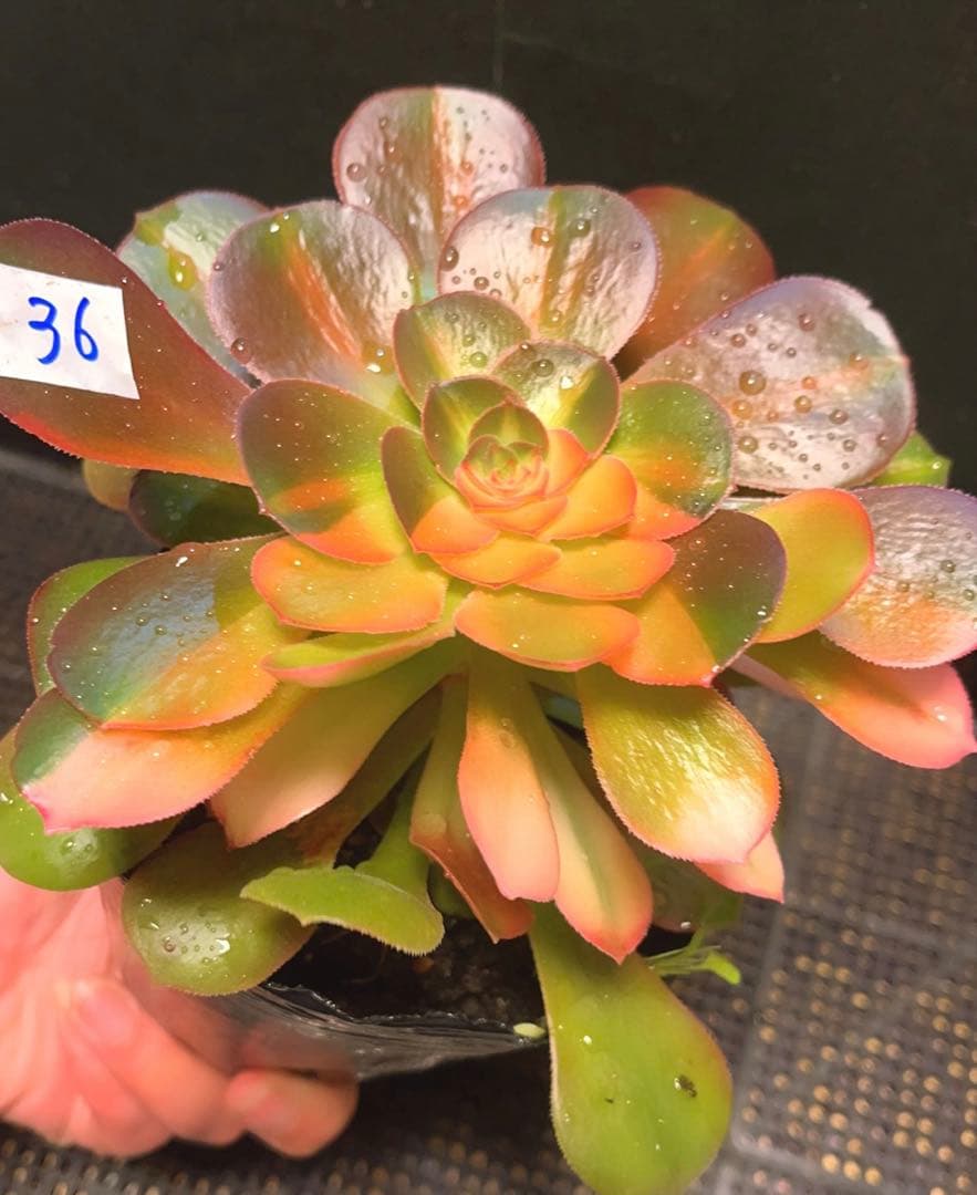 36#多肉植物アエオニウム錦❤️サラダボール花顏錦❤️1大頭17cm拔き苗！