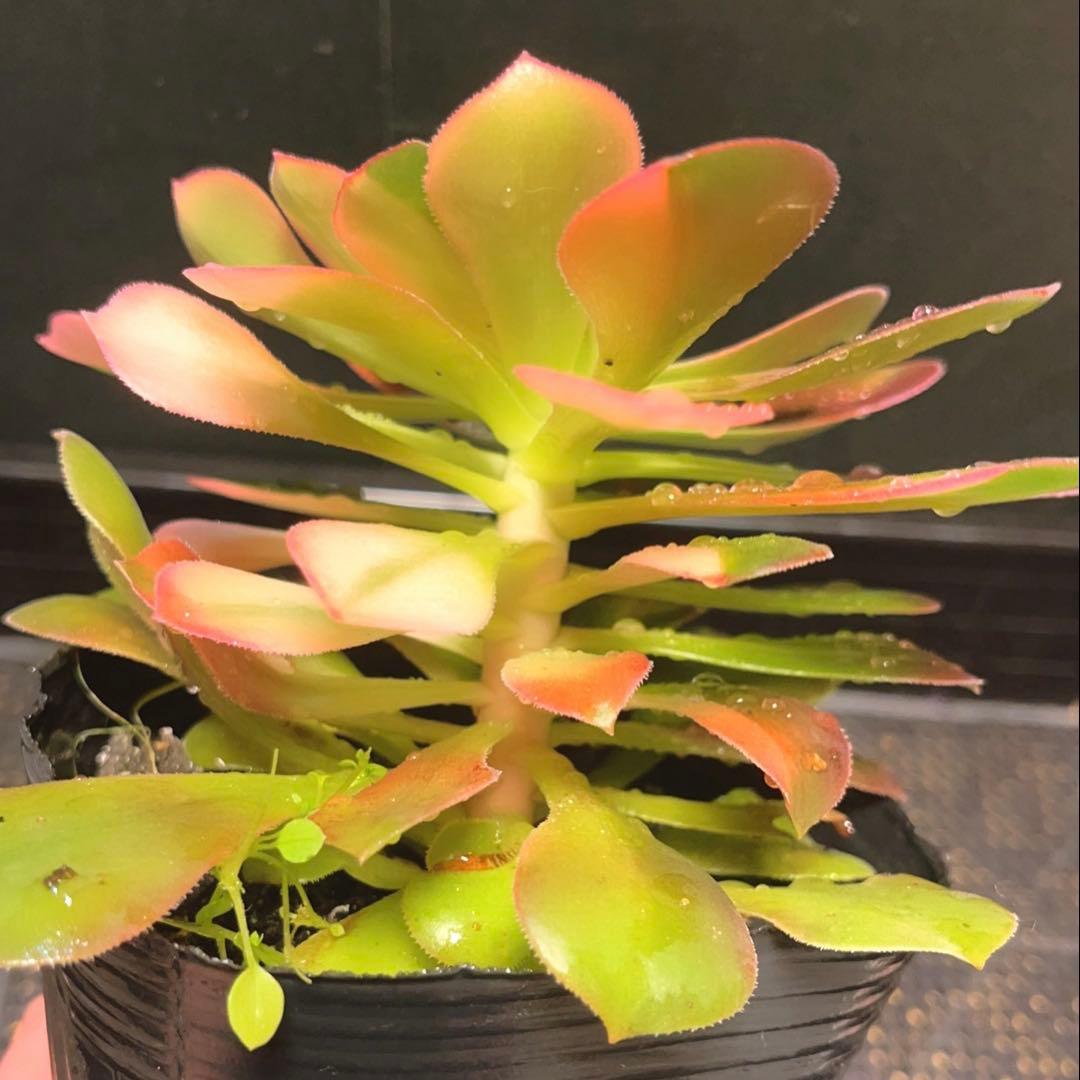 36#多肉植物アエオニウム錦❤️サラダボール花顏錦❤️1大頭17cm拔き苗！