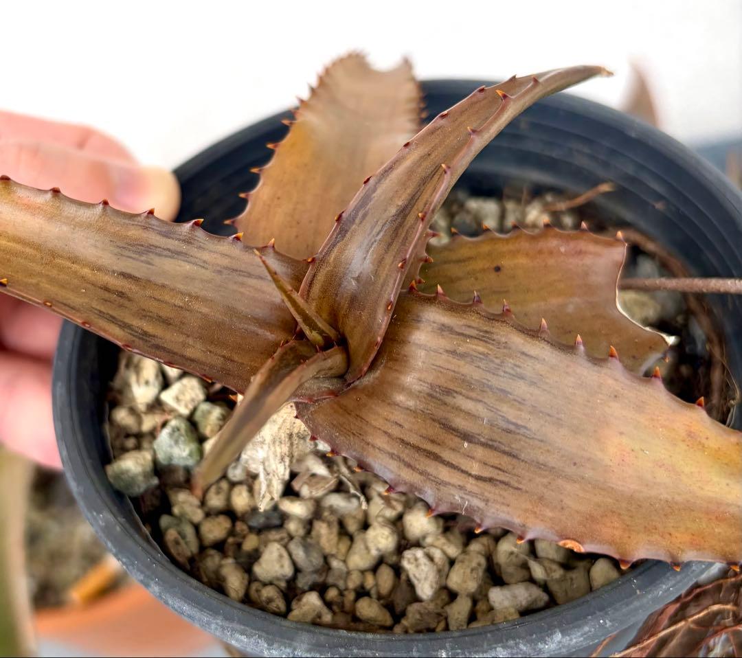 ハオルチア・アロエ aloe somaliensis var. marmorata Somalia