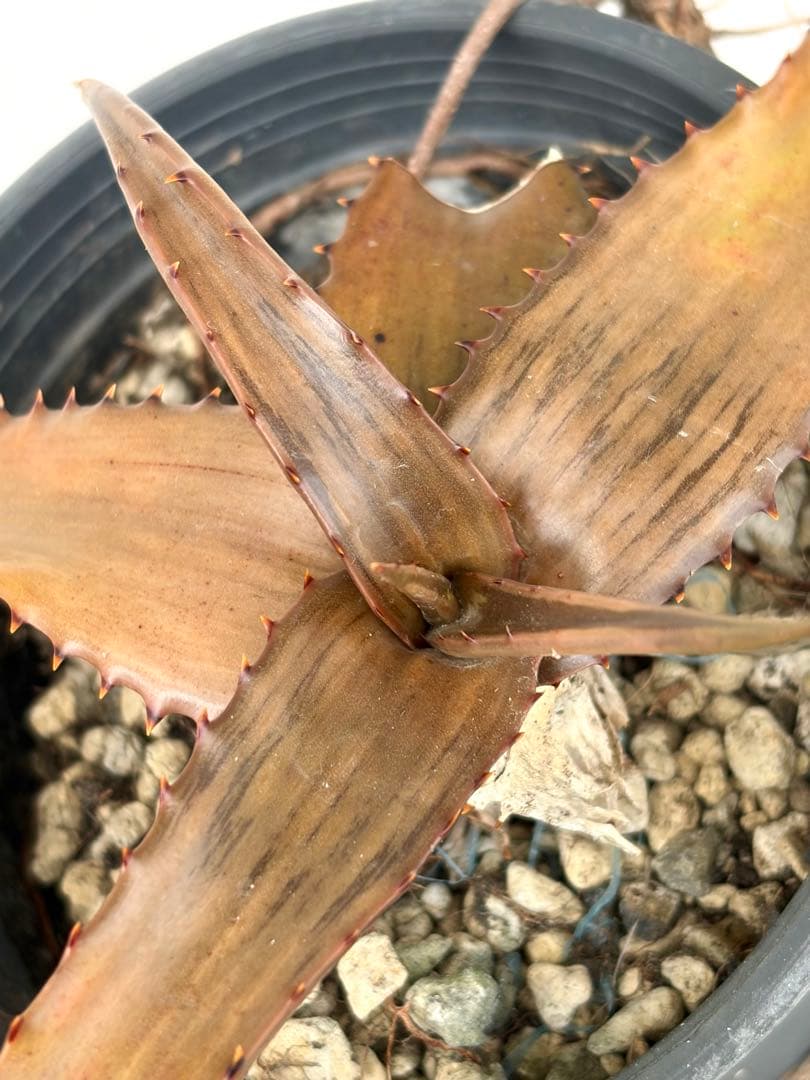ハオルチア・アロエ aloe somaliensis var. marmorata Somalia