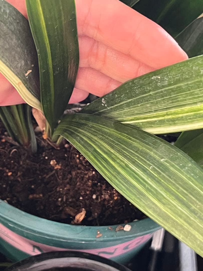 君子蘭　斑入　実生