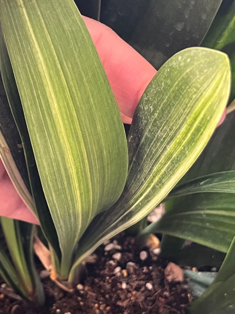 君子蘭　斑入　実生