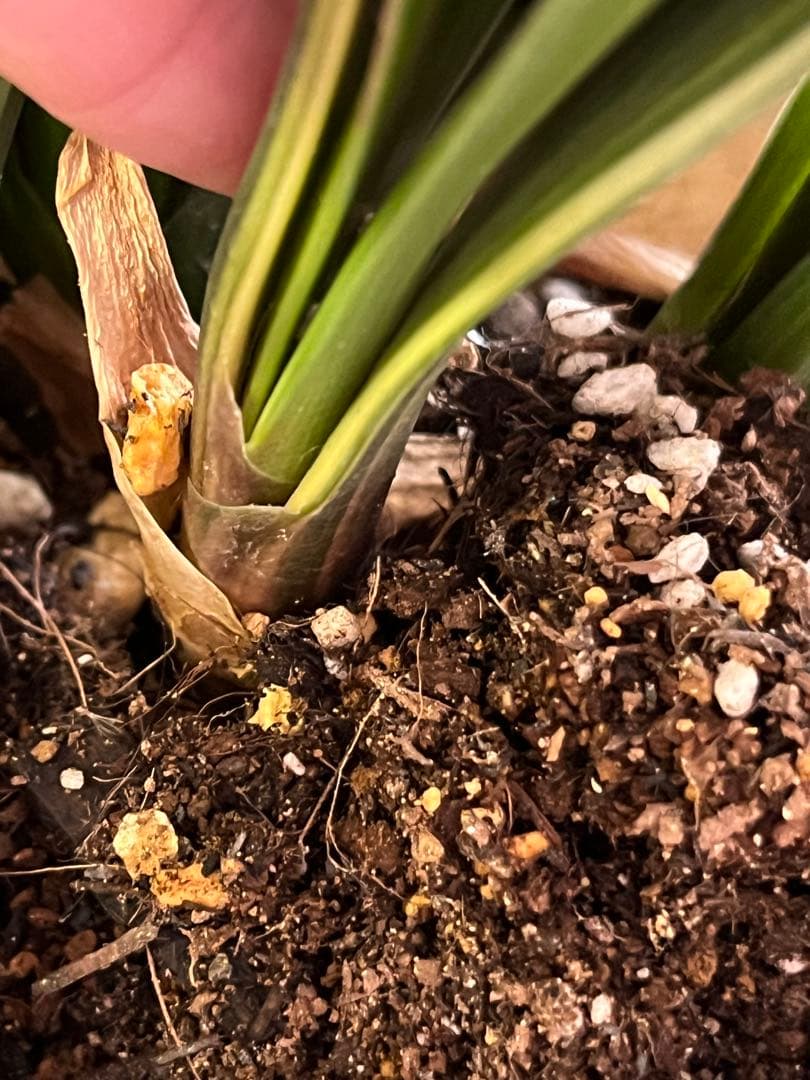 君子蘭　斑入　実生