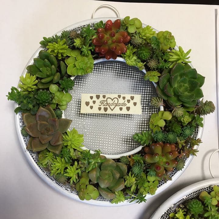 確認用　多肉リース