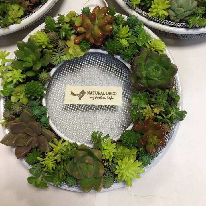 確認用　多肉リース