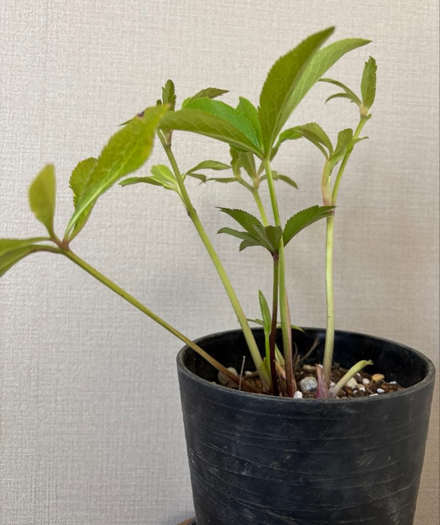 広瀬園芸　クリスマスローズ　ダブル多弁ホワイト