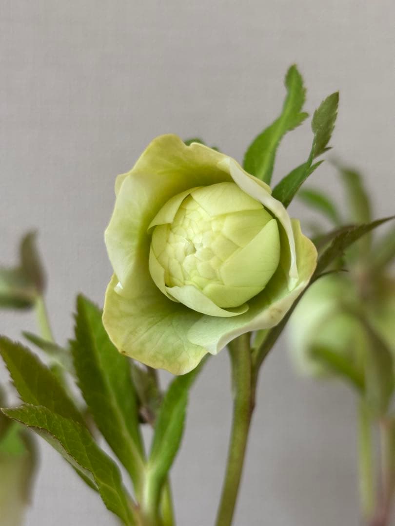 広瀬園芸　クリスマスローズ　ダブル多弁ホワイト