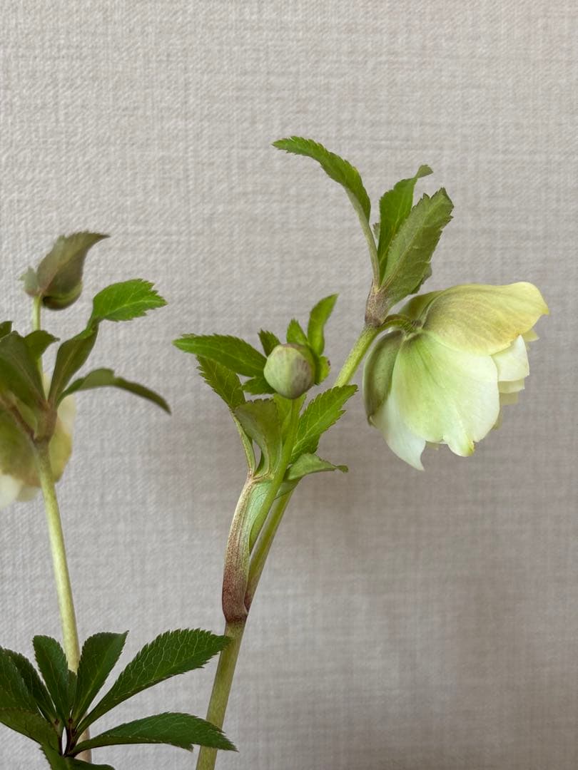 広瀬園芸　クリスマスローズ　ダブル多弁ホワイト