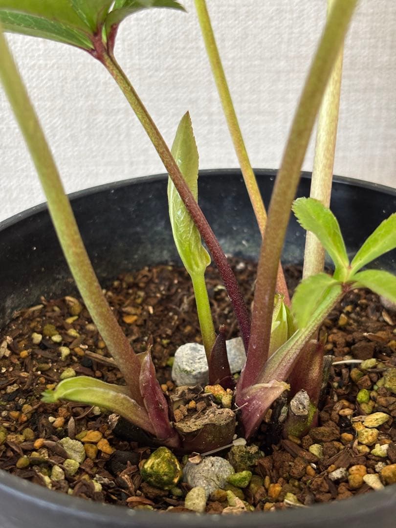 広瀬園芸　クリスマスローズ　ダブル多弁ホワイト