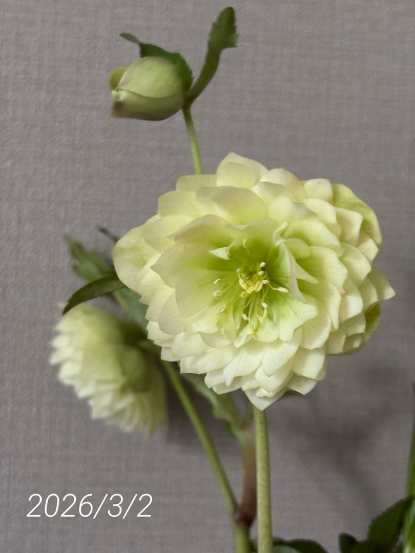 広瀬園芸　クリスマスローズ　ダブル多弁ホワイト