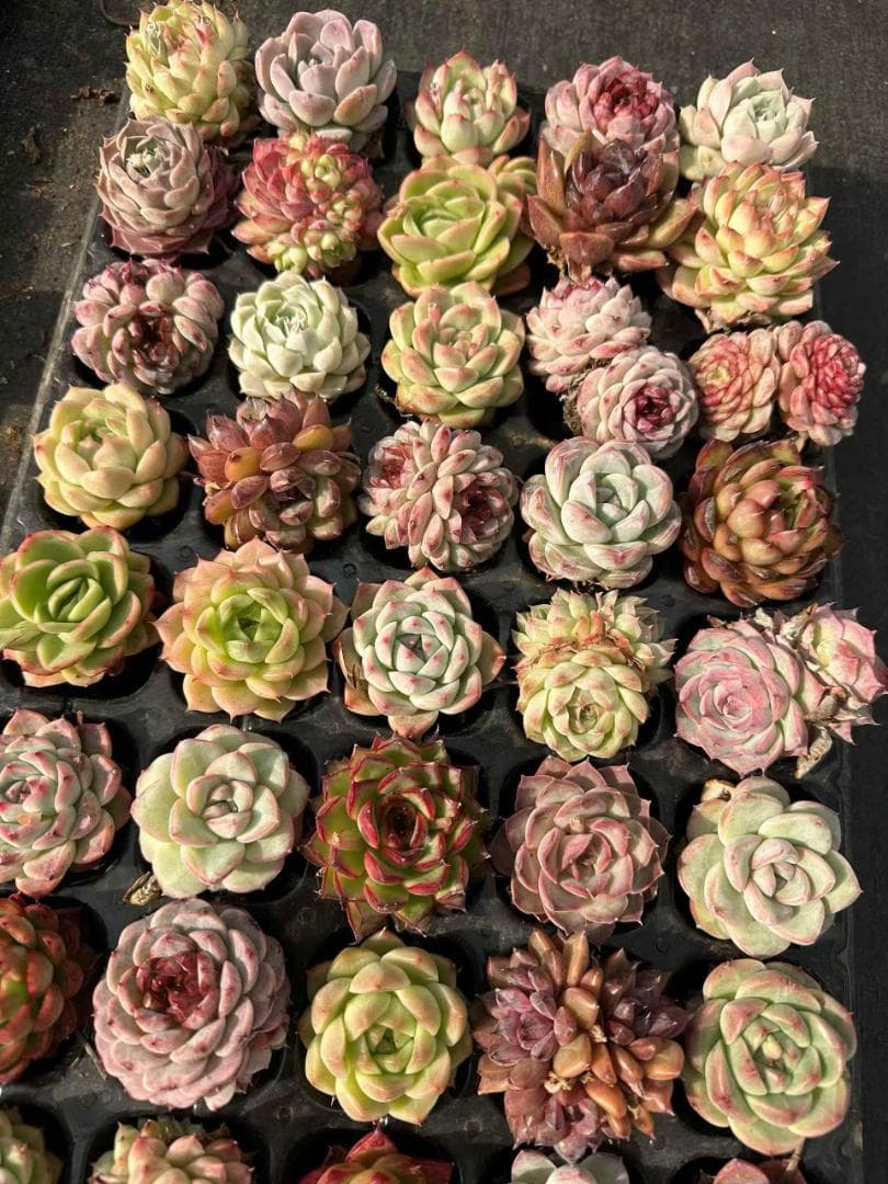 Top【選抜株】多肉植物　25317レディジア　72個　プラグトレー苗