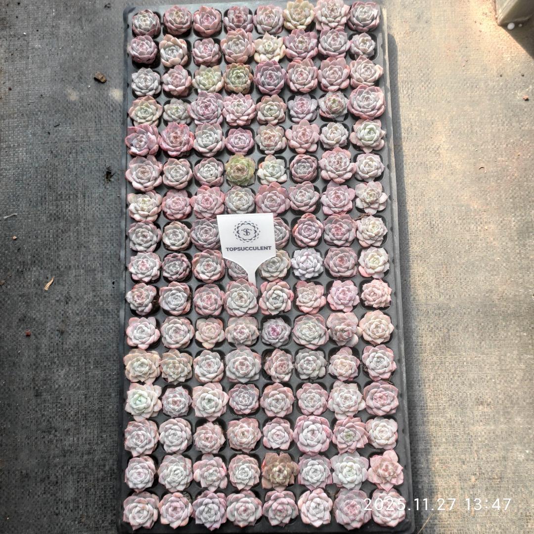 Top【選抜株】19414ストラヴベリー スムージー 128個 プラグトレー苗