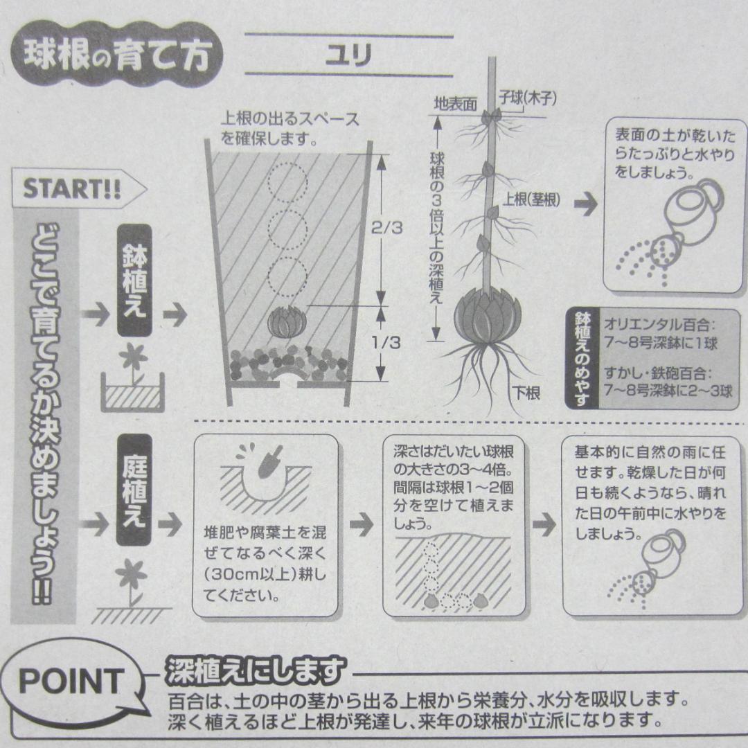 山川海好　OW50-1　白だけ　大玉50球　ユリ球根　オリエンタル