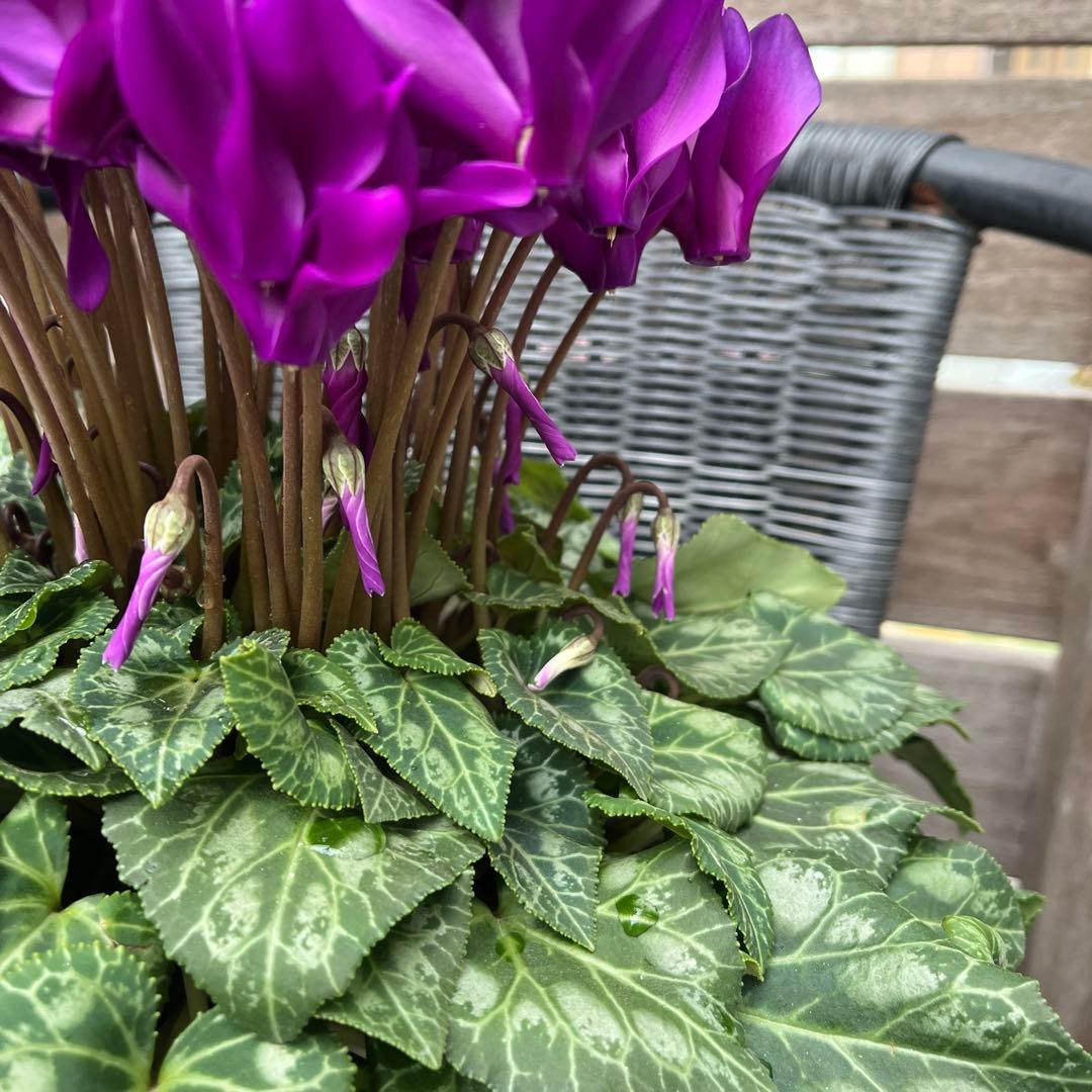 シクラメン　大栄花園　江戸の青　ブルーシクラメン　5号　底面給水鉢　現物　12