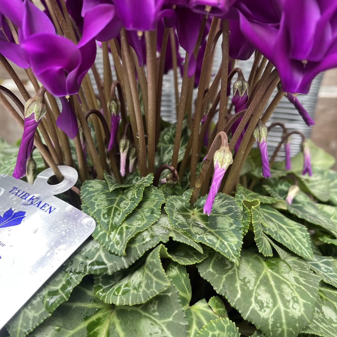 シクラメン　大栄花園　江戸の青　ブルーシクラメン　5号　底面給水鉢　現物　12