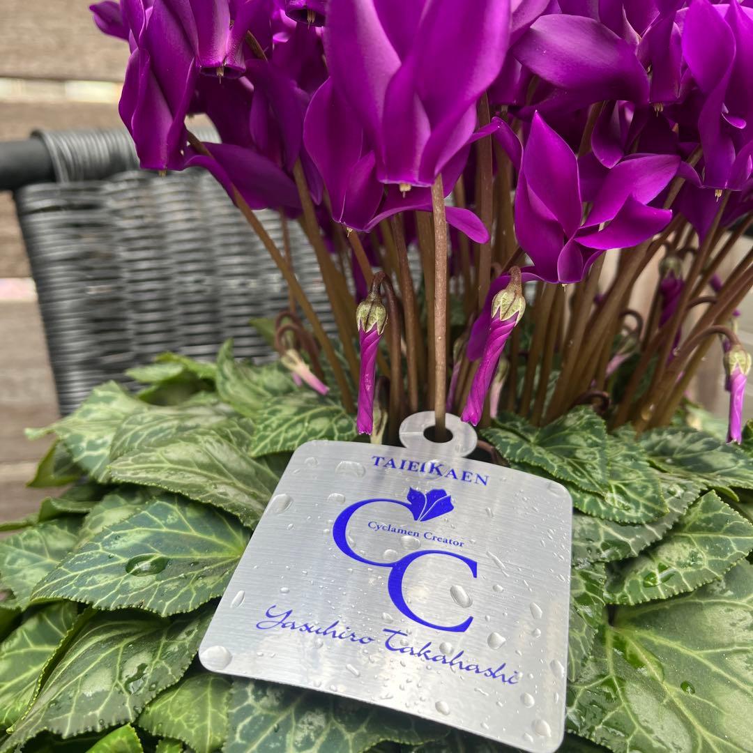 シクラメン　大栄花園　江戸の青　ブルーシクラメン　5号　底面給水鉢　現物　12