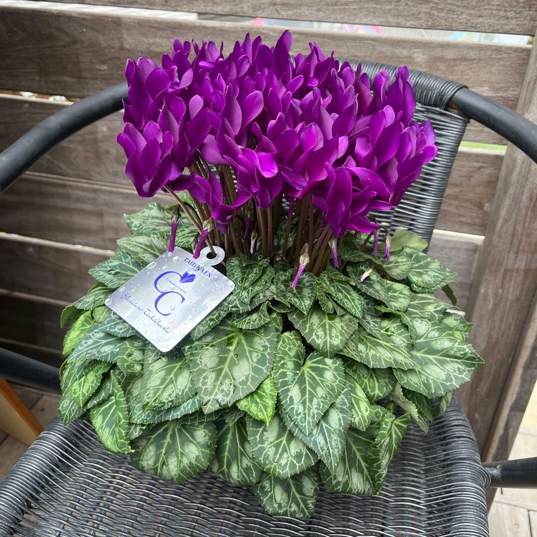 シクラメン　大栄花園　江戸の青　ブルーシクラメン　5号　底面給水鉢　現物　12