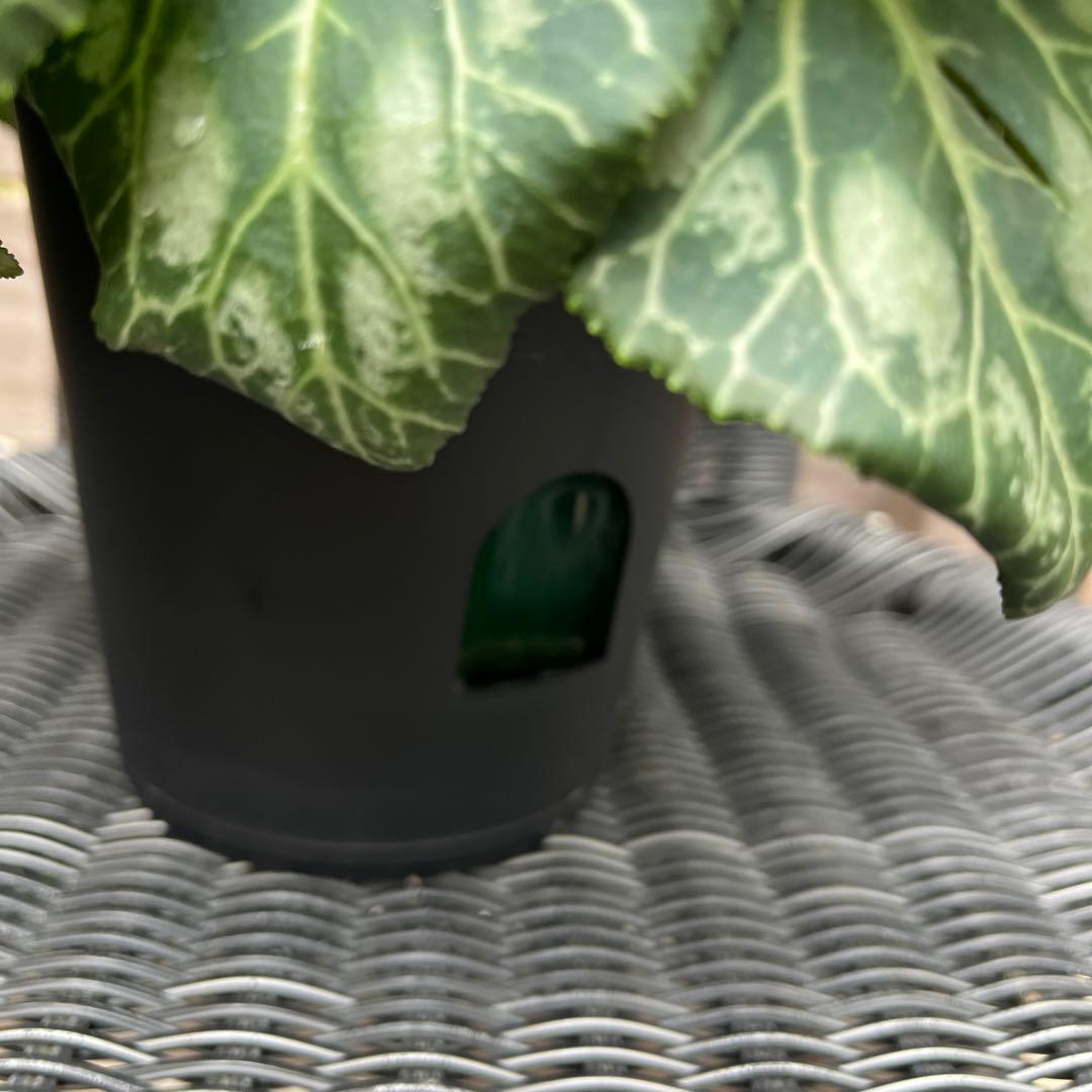 シクラメン　大栄花園　江戸の青　ブルーシクラメン　5号　底面給水鉢　現物　12