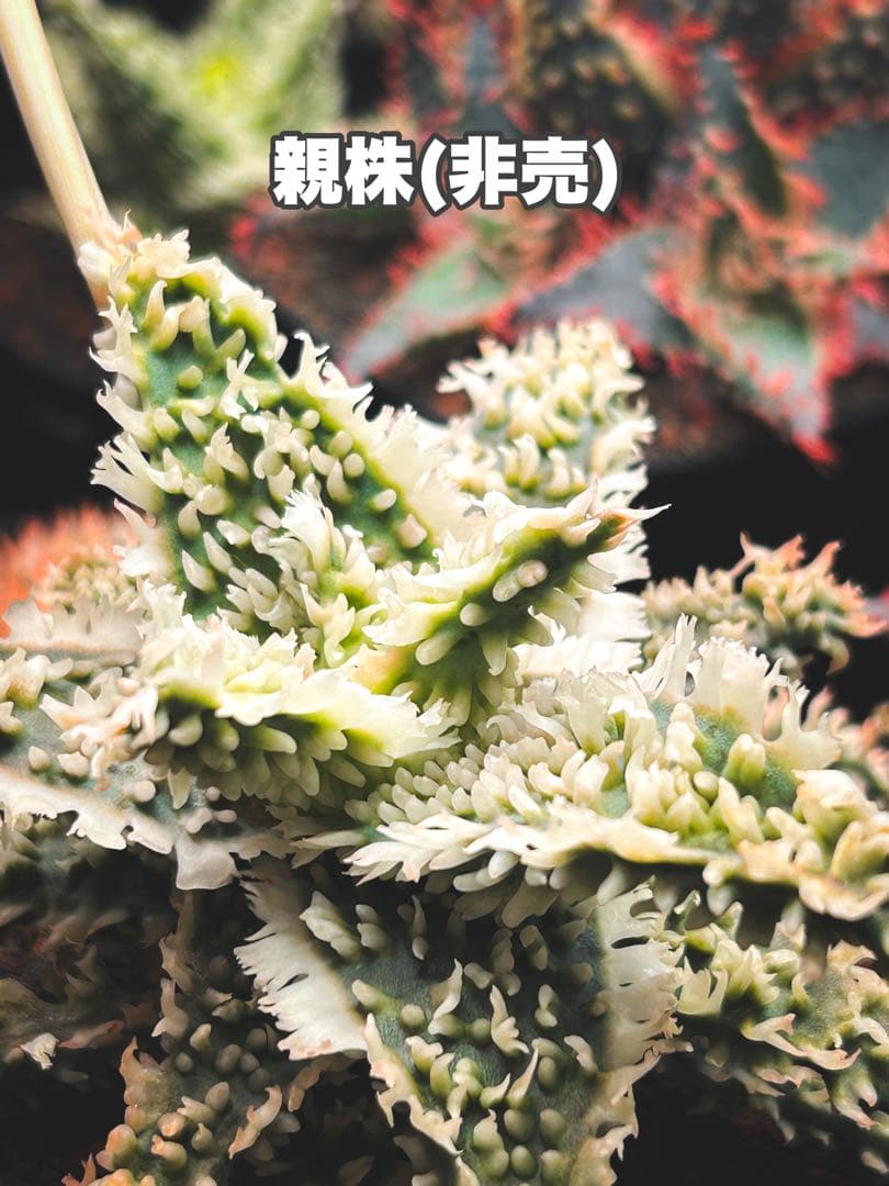 【子株】アロエ ハイブリッド / aloe hyb