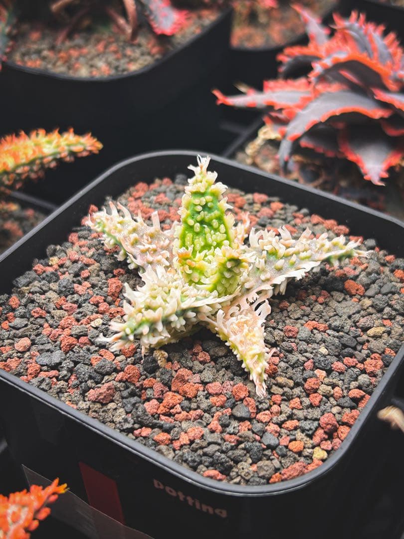 【子株】アロエ ハイブリッド / aloe hyb