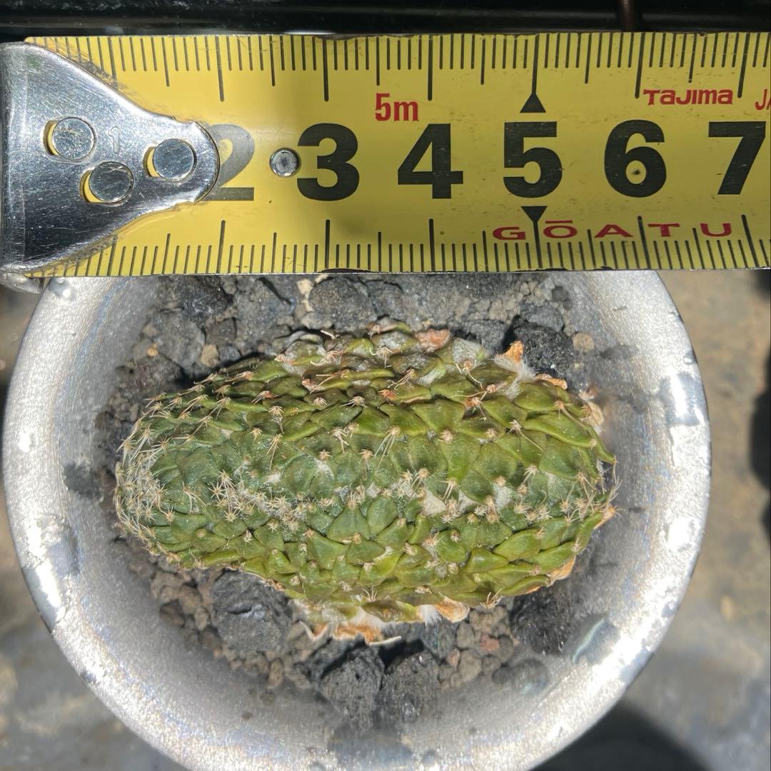 ペレキフォラ　銀牡丹　綴化　カキコ　実根　開花株　検）グラキリス　黒王丸