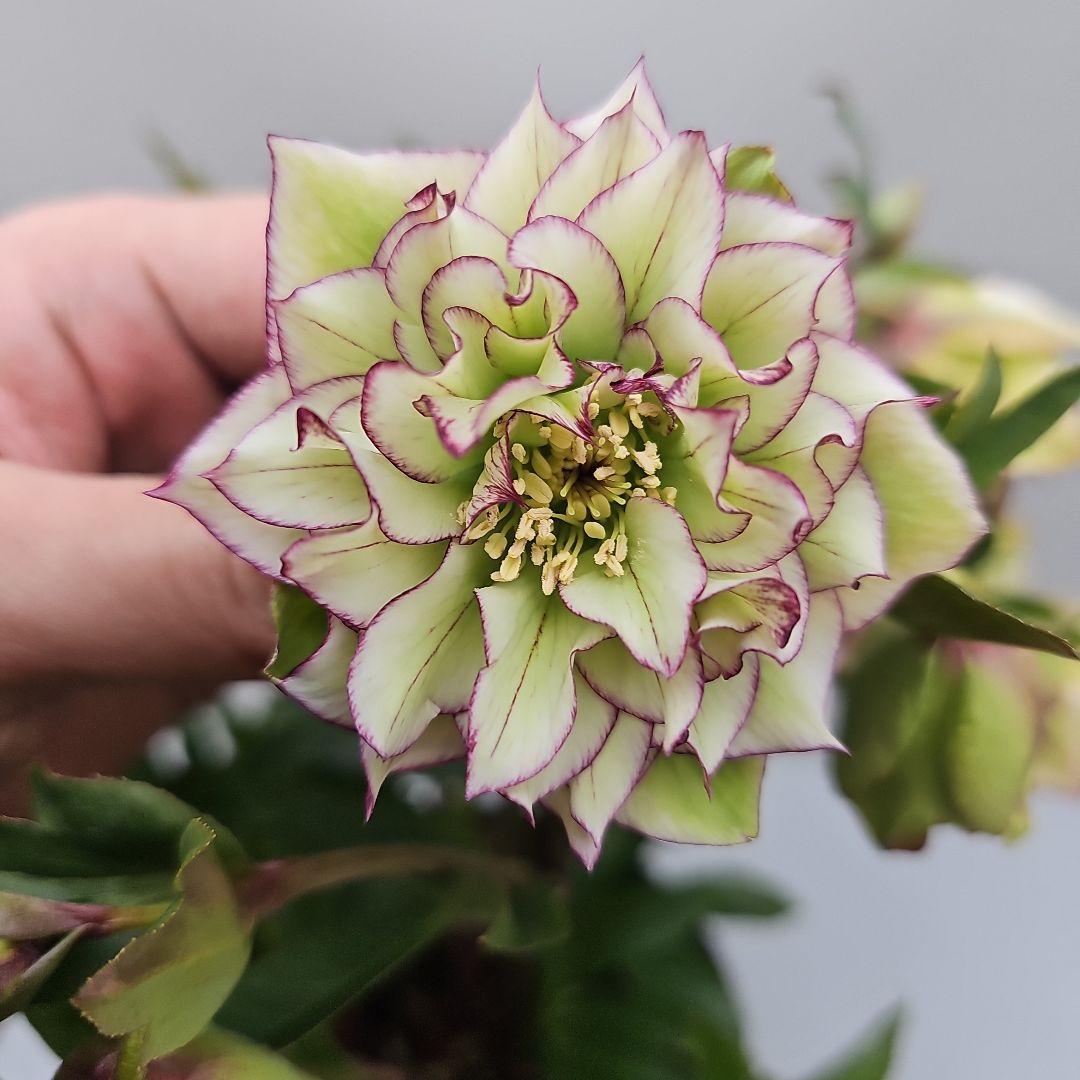 クリスマスローズ５号　星咲きグリーンピコティ