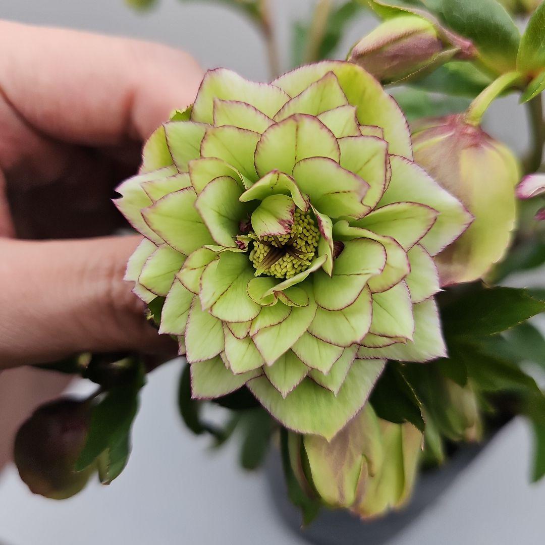 クリスマスローズ５号　星咲きグリーンピコティ