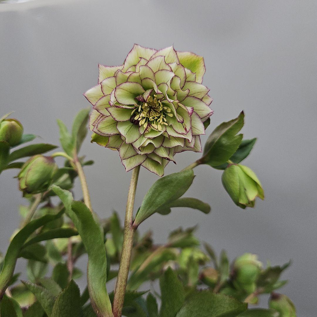 クリスマスローズ５号　星咲きグリーンピコティ