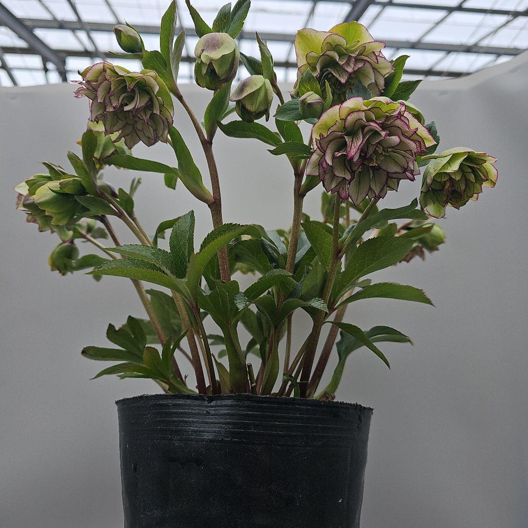 クリスマスローズ５号　星咲きグリーンピコティ