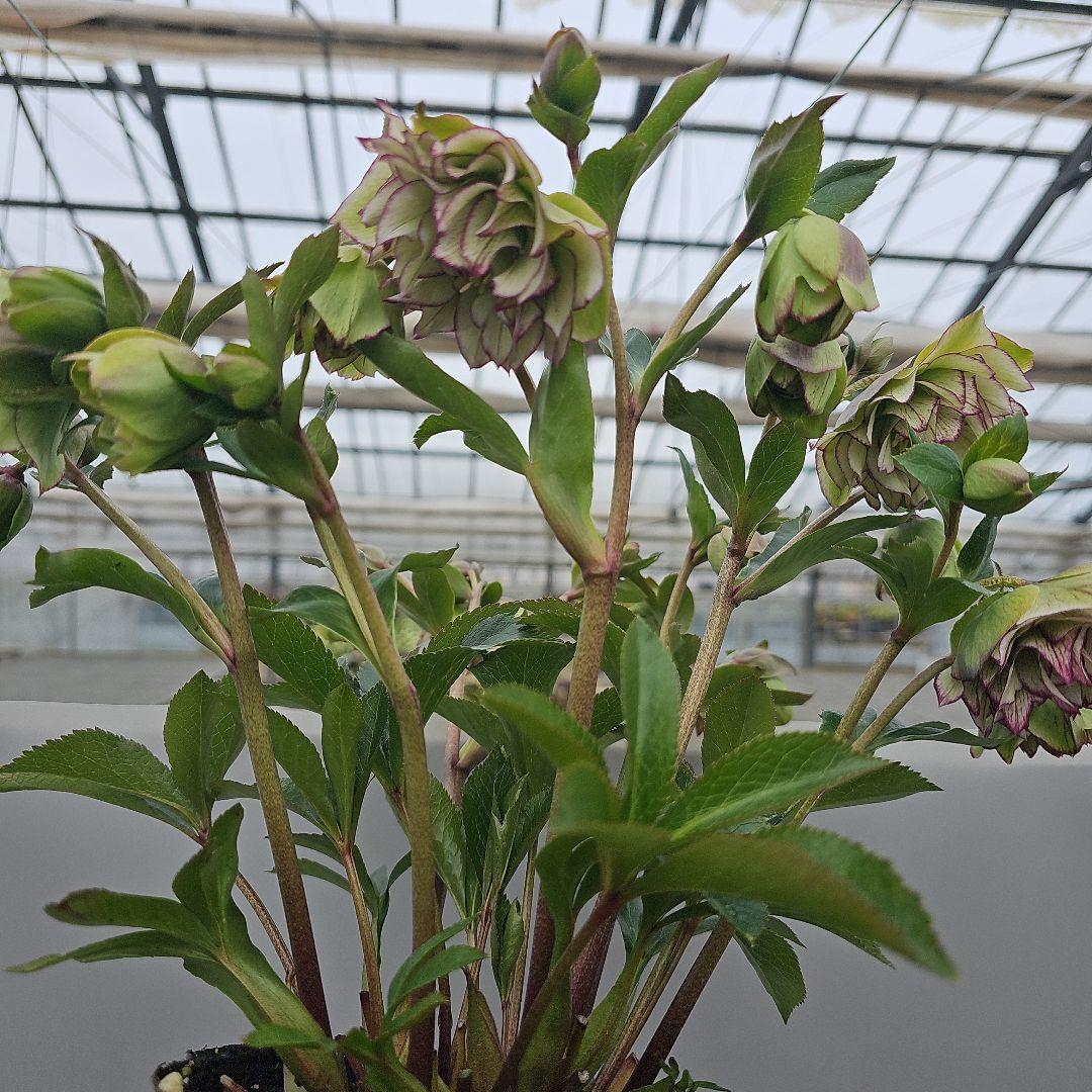 クリスマスローズ５号　星咲きグリーンピコティ