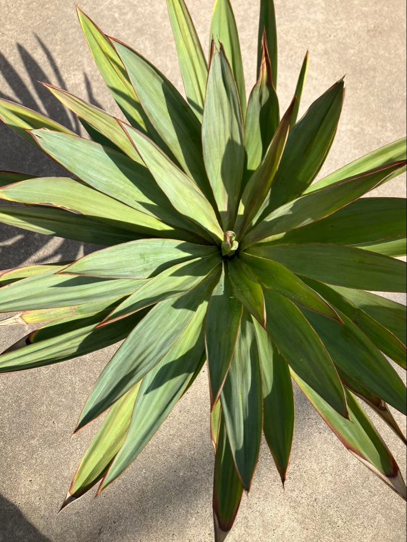 ユッカグロリオサ 極太株