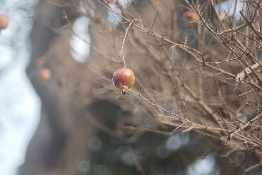 ライカ TELE-ELMARIT 90mm F2.8 製