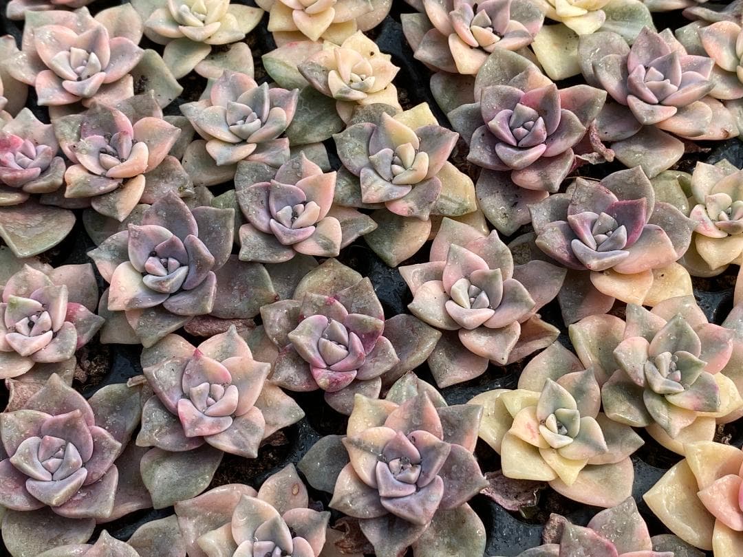 AQ1248　パープルディライト錦　105苗　多肉植物 土と根付き エケベリア