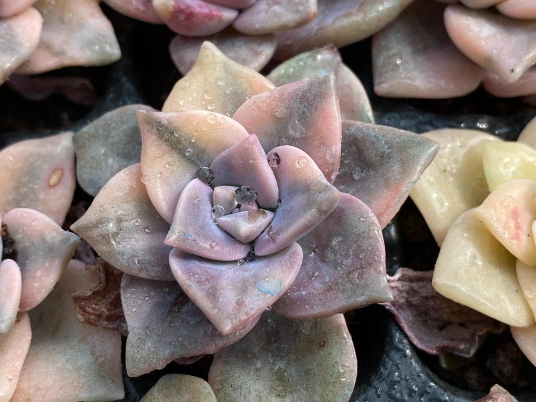 AQ1248　パープルディライト錦　105苗　多肉植物 土と根付き エケベリア