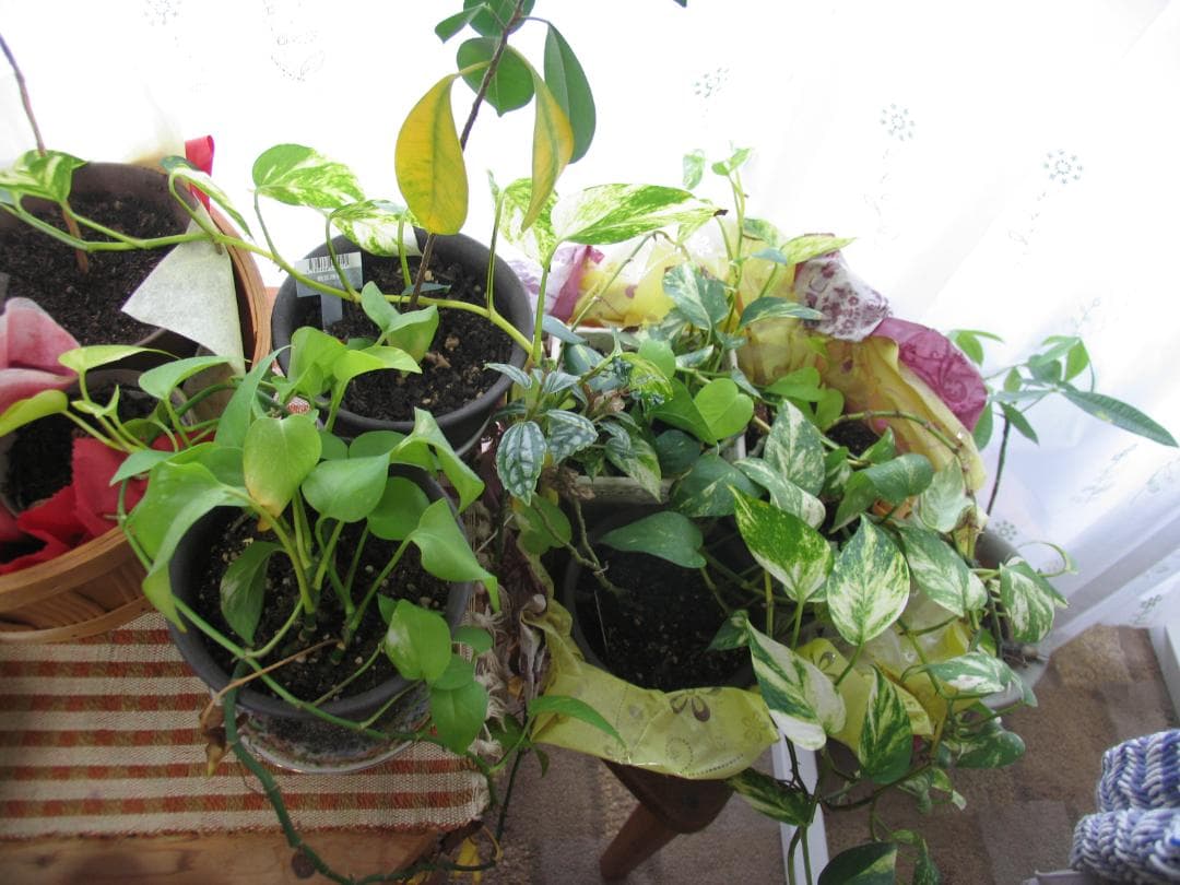 名器 レア　撮影画像あり　Canon　PowerShot Pro1　付属品あり