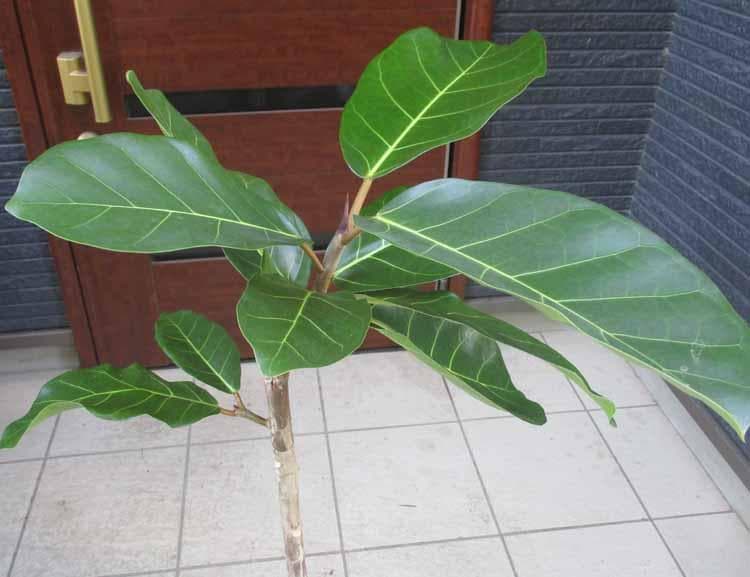 【現品】フィカス・アフリカンプリンス　7号　M46番