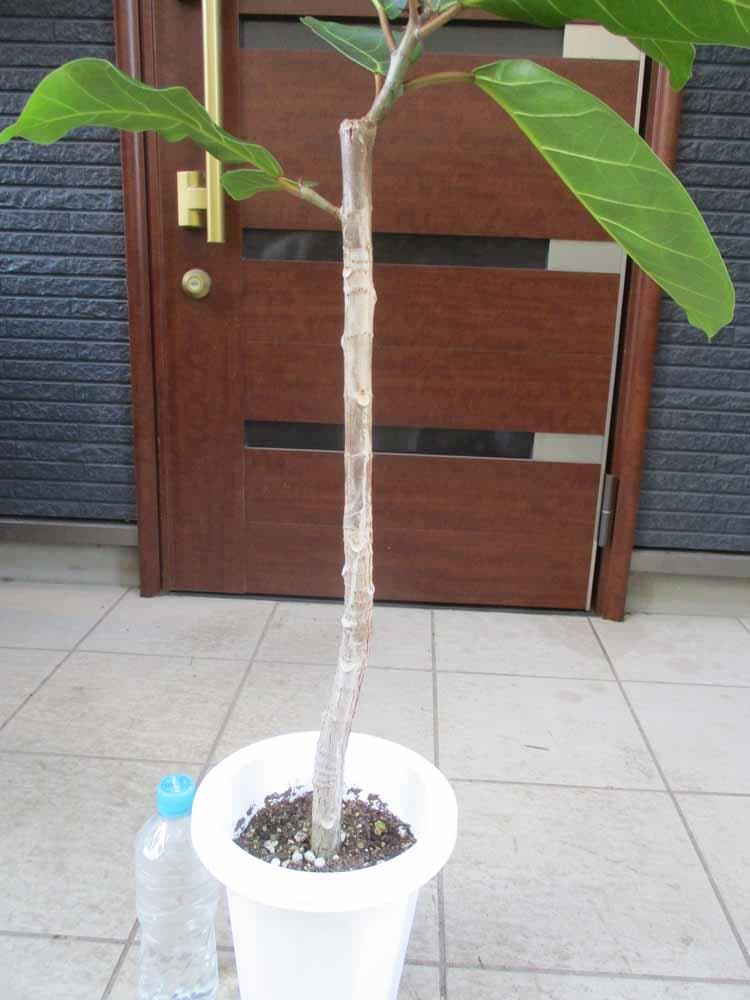 【現品】フィカス・アフリカンプリンス　7号　M46番