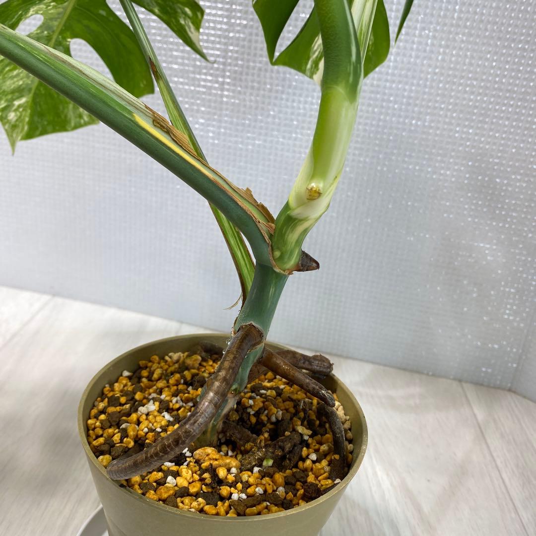 斑入りモンステラ ボルシギアナ ホワイトタイガー 鉢植え発根済み3