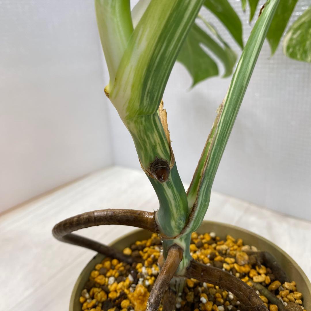 斑入りモンステラ ボルシギアナ ホワイトタイガー 鉢植え発根済み3