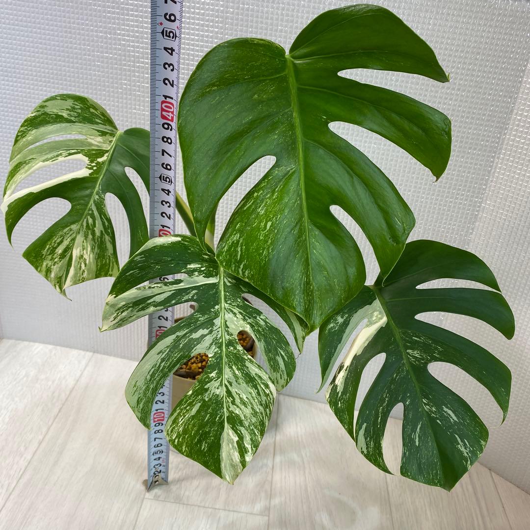 斑入りモンステラ ボルシギアナ ホワイトタイガー 鉢植え発根済み3