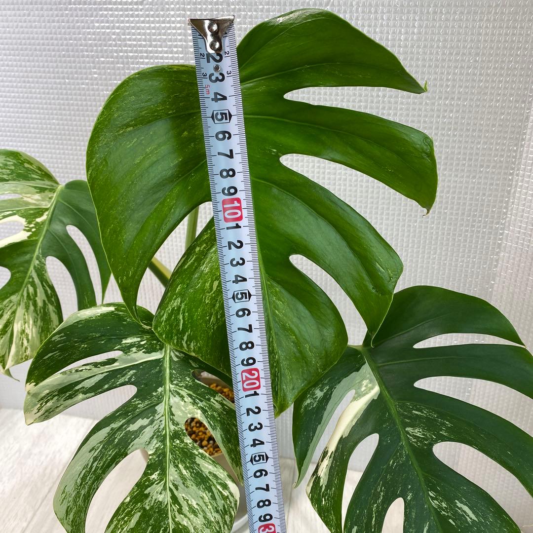 斑入りモンステラ ボルシギアナ ホワイトタイガー 鉢植え発根済み3