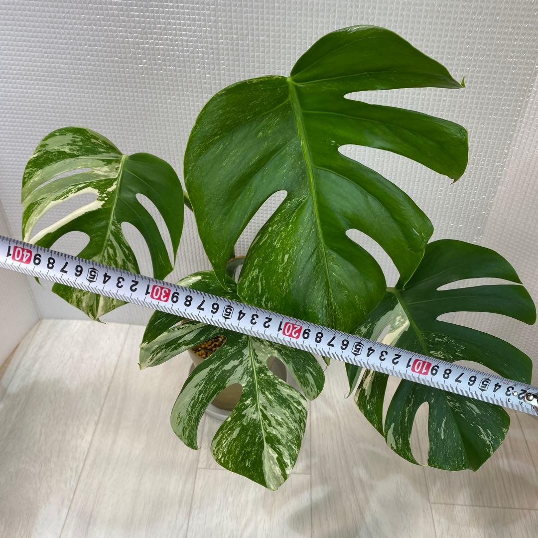 斑入りモンステラ ボルシギアナ ホワイトタイガー 鉢植え発根済み3