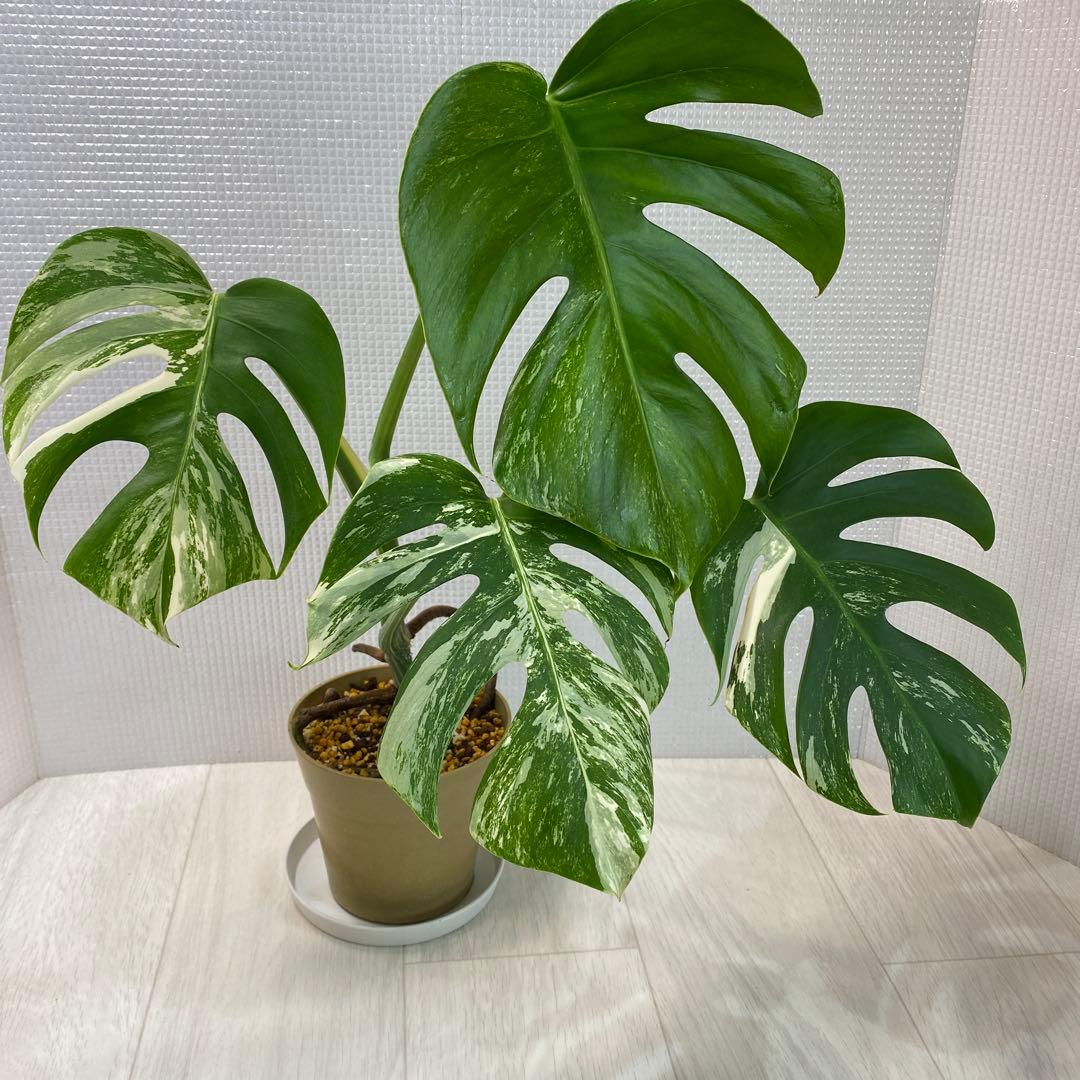 斑入りモンステラ ボルシギアナ ホワイトタイガー 鉢植え発根済み3