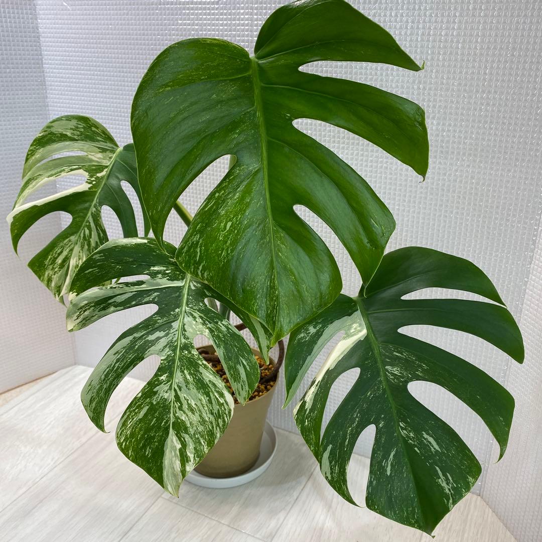 斑入りモンステラ ボルシギアナ ホワイトタイガー 鉢植え発根済み3