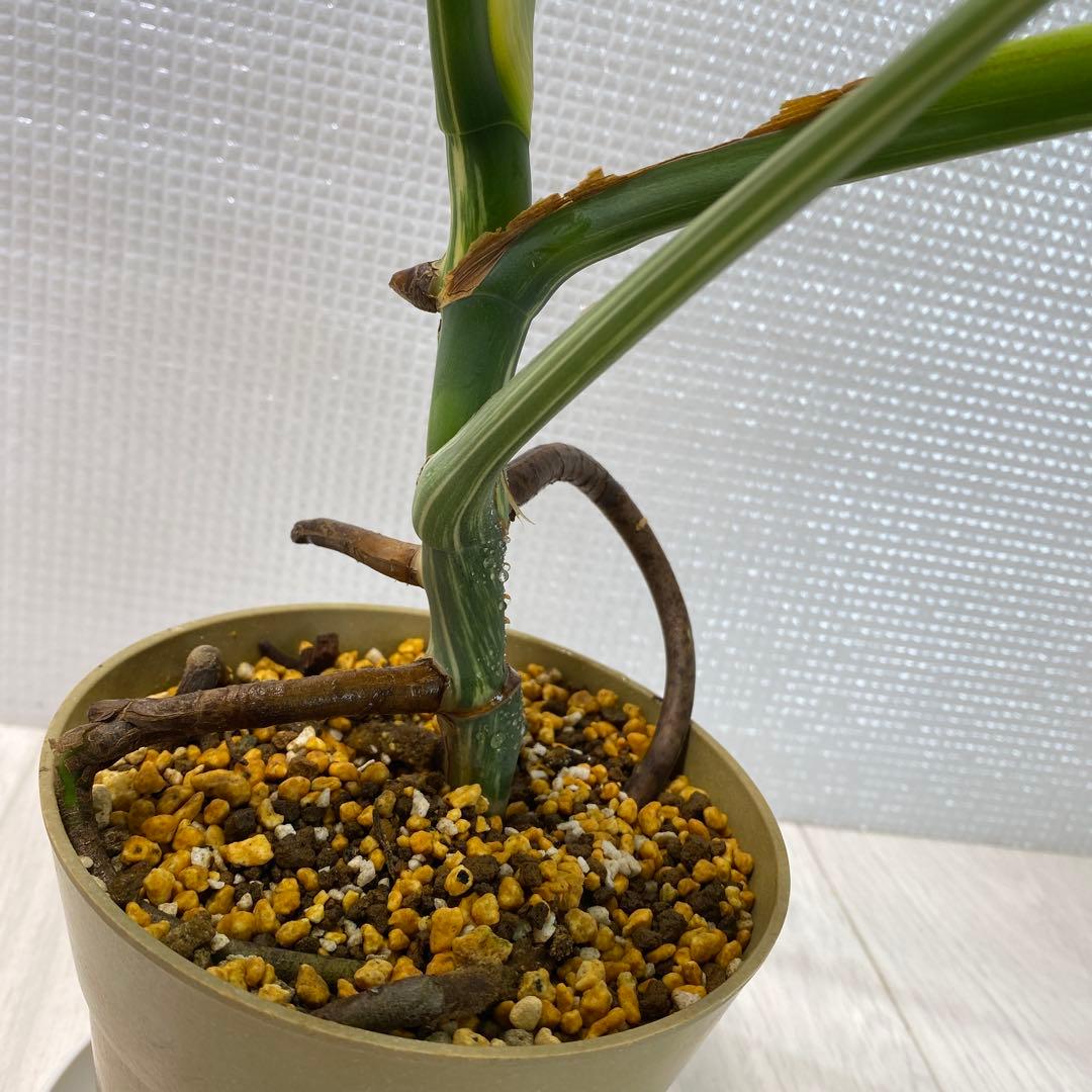 斑入りモンステラ ボルシギアナ ホワイトタイガー 鉢植え発根済み3