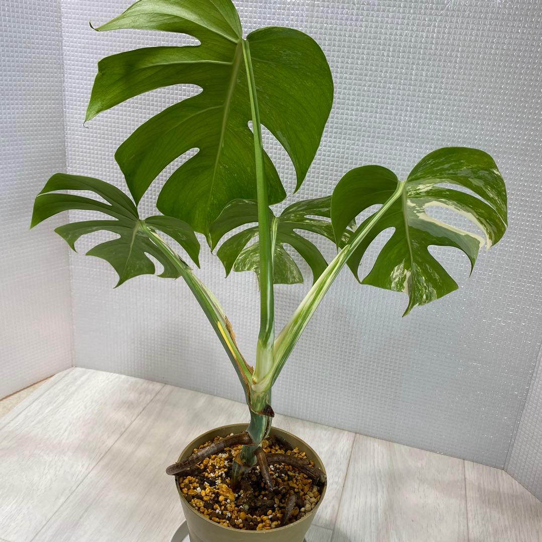 斑入りモンステラ ボルシギアナ ホワイトタイガー 鉢植え発根済み3
