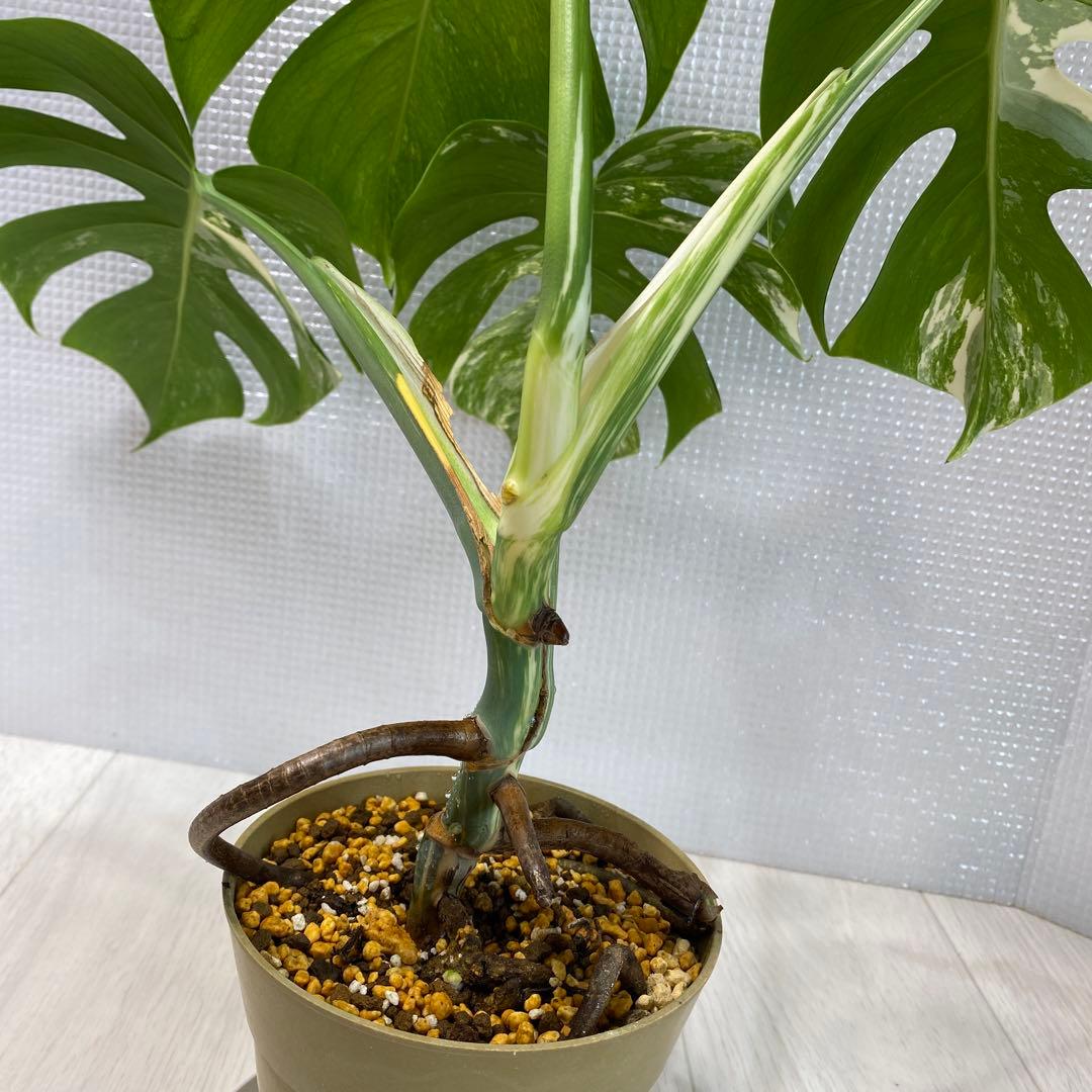 斑入りモンステラ ボルシギアナ ホワイトタイガー 鉢植え発根済み3