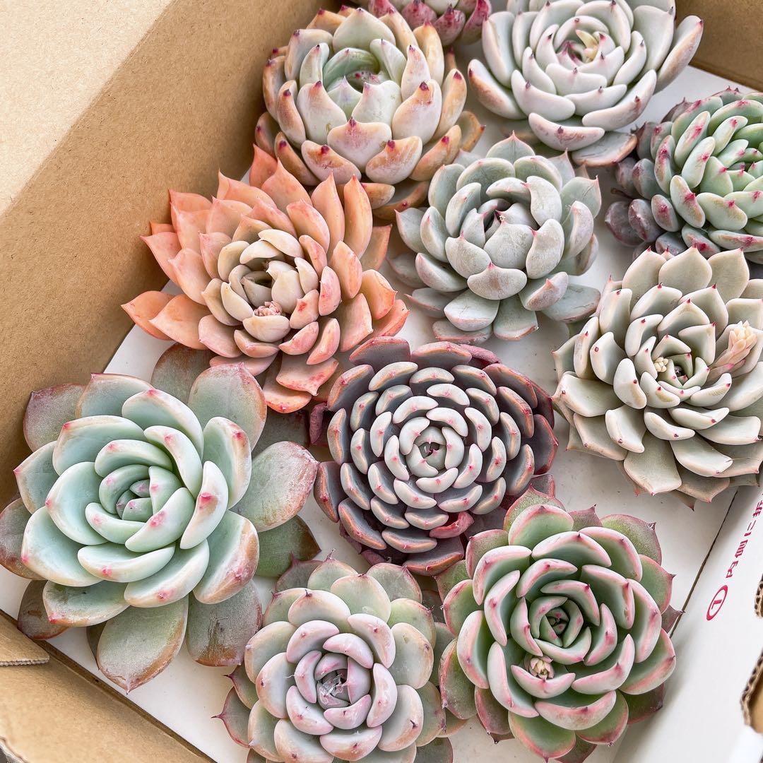 おらいさん苗 カット苗 セット